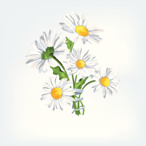 Bouquet camomile with ribbon - Illustration
