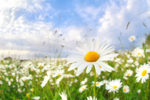 chamomile flower on summer meadow