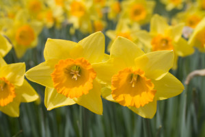 Close-up of Daffodils