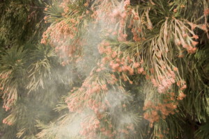 Cedar tree releasing pollen